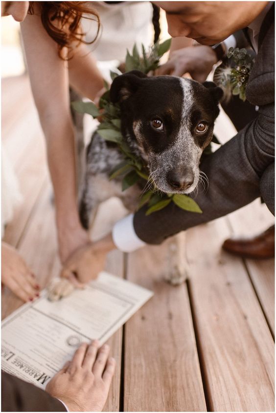 結婚証明書に愛犬がサイン